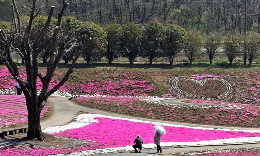 みさと芝桜公園