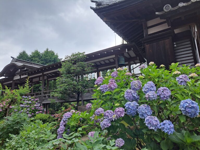 雨引観音あじさい