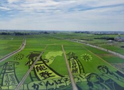 田んぼアート